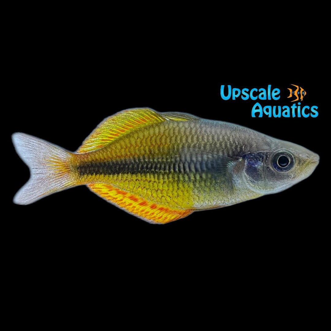 Yellow Rainbowfish (Melanotaenia herbertaxelrodi)