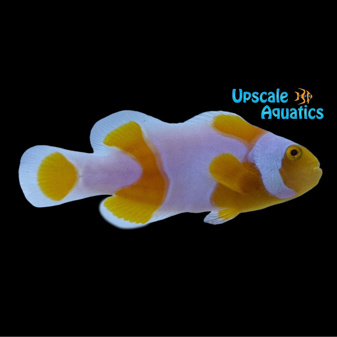Wide Bar Tangerine Percules Clownfish (Amphiprion percula)