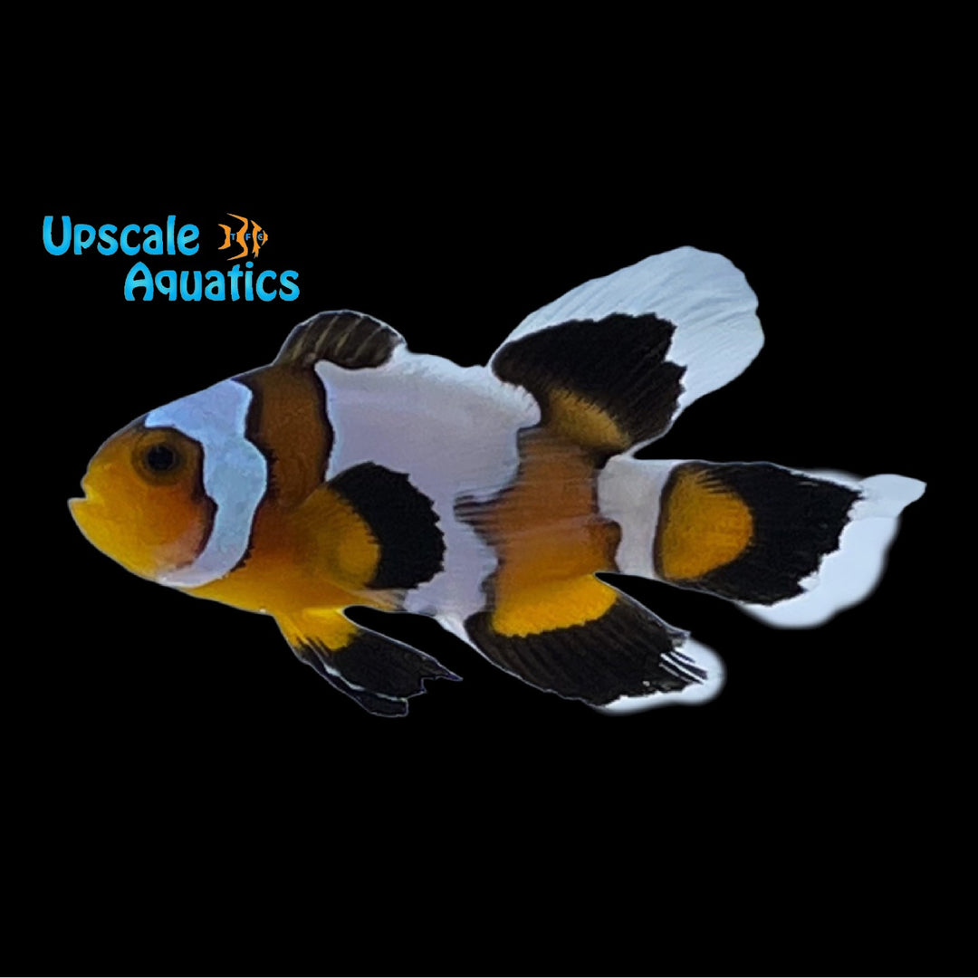 Longfin Phantom Clownfish (Amphiprion ocellaris)