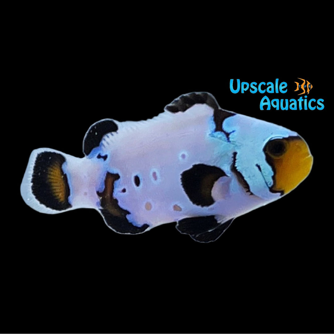 Ultra Phantom Clownfish (Amphiprion ocellaris)