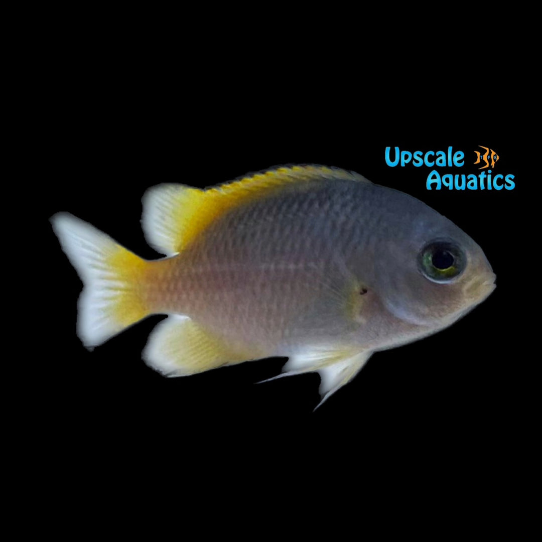 Scaly Damsel (Pomacentrus lepidogenys)