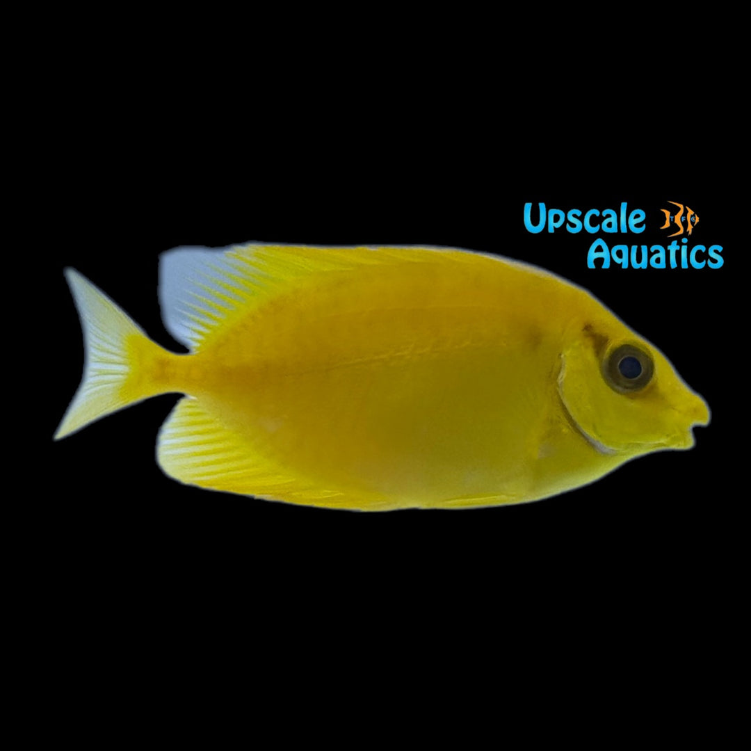 Golden 'Blackeye' Rabbitfish (Siganus puelloides)