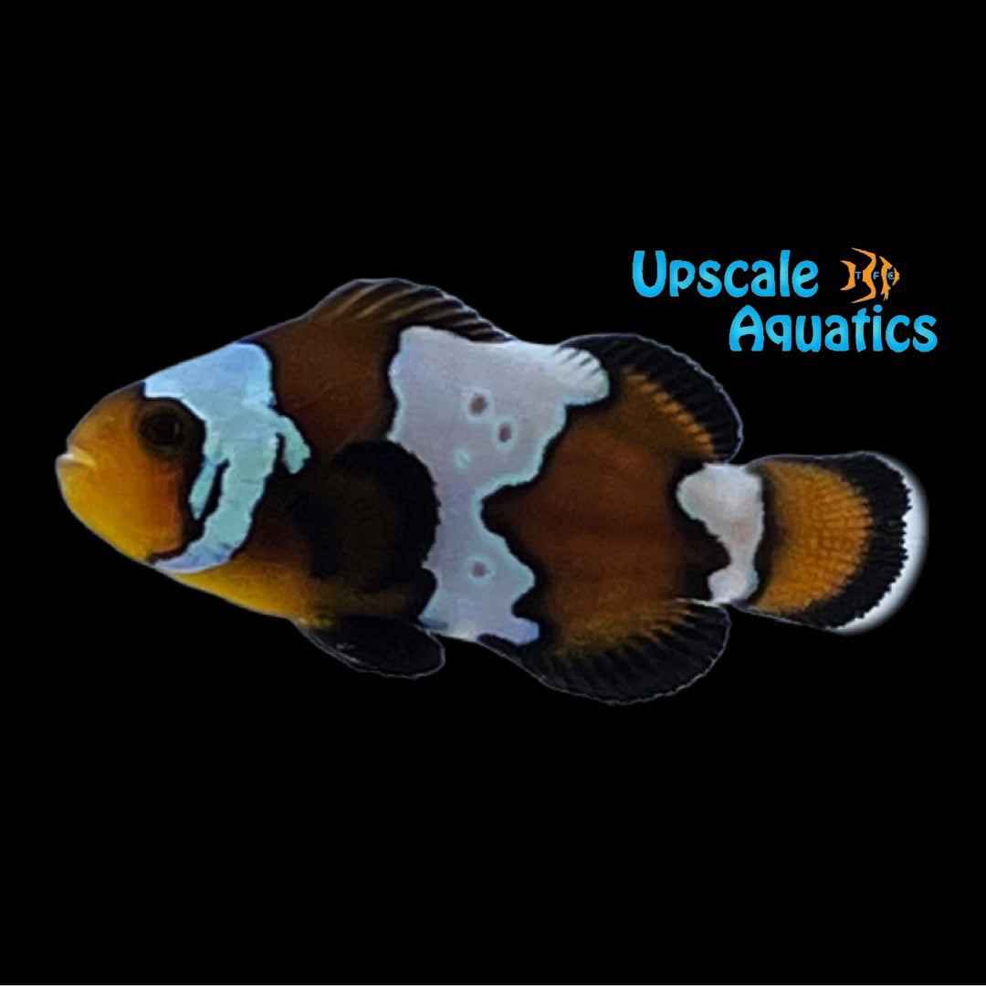 Phantom Clownfish (Amphiprion ocellaris)