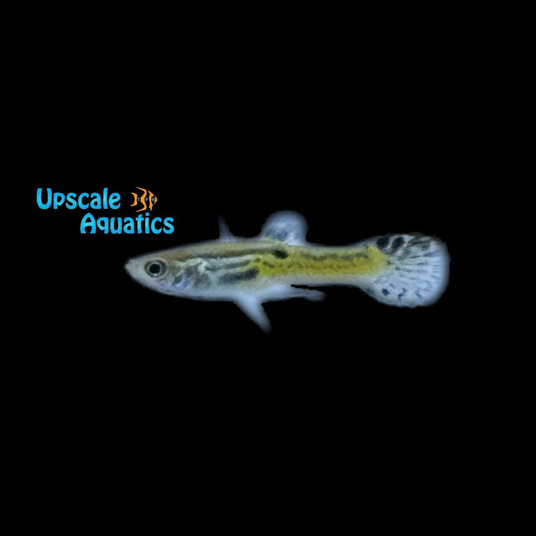 Black Cobra Endler's Livebearer (Poecilia wingei)