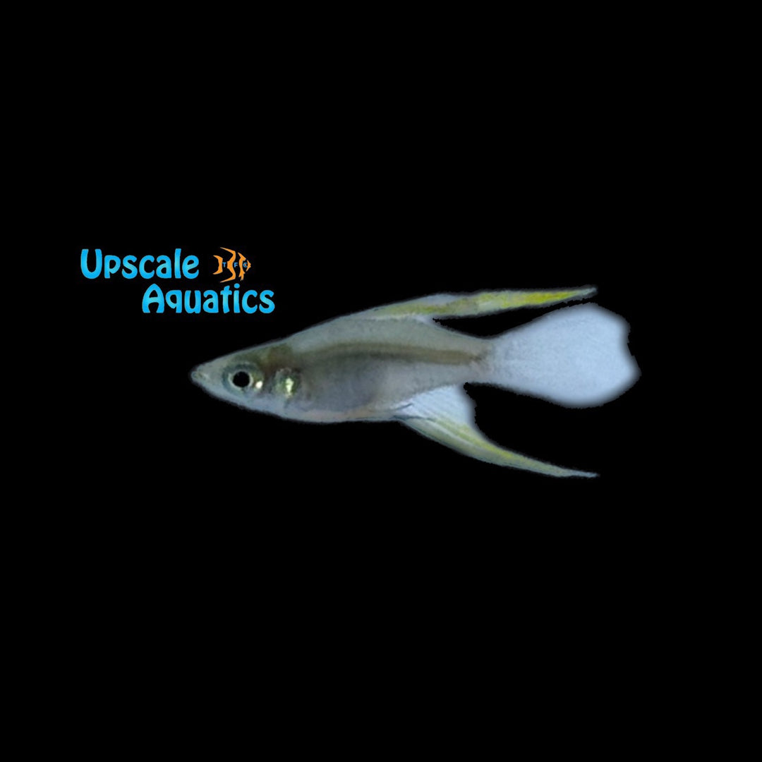 Balloon Threadfin Rainbowfish (Iriatherina werneri)