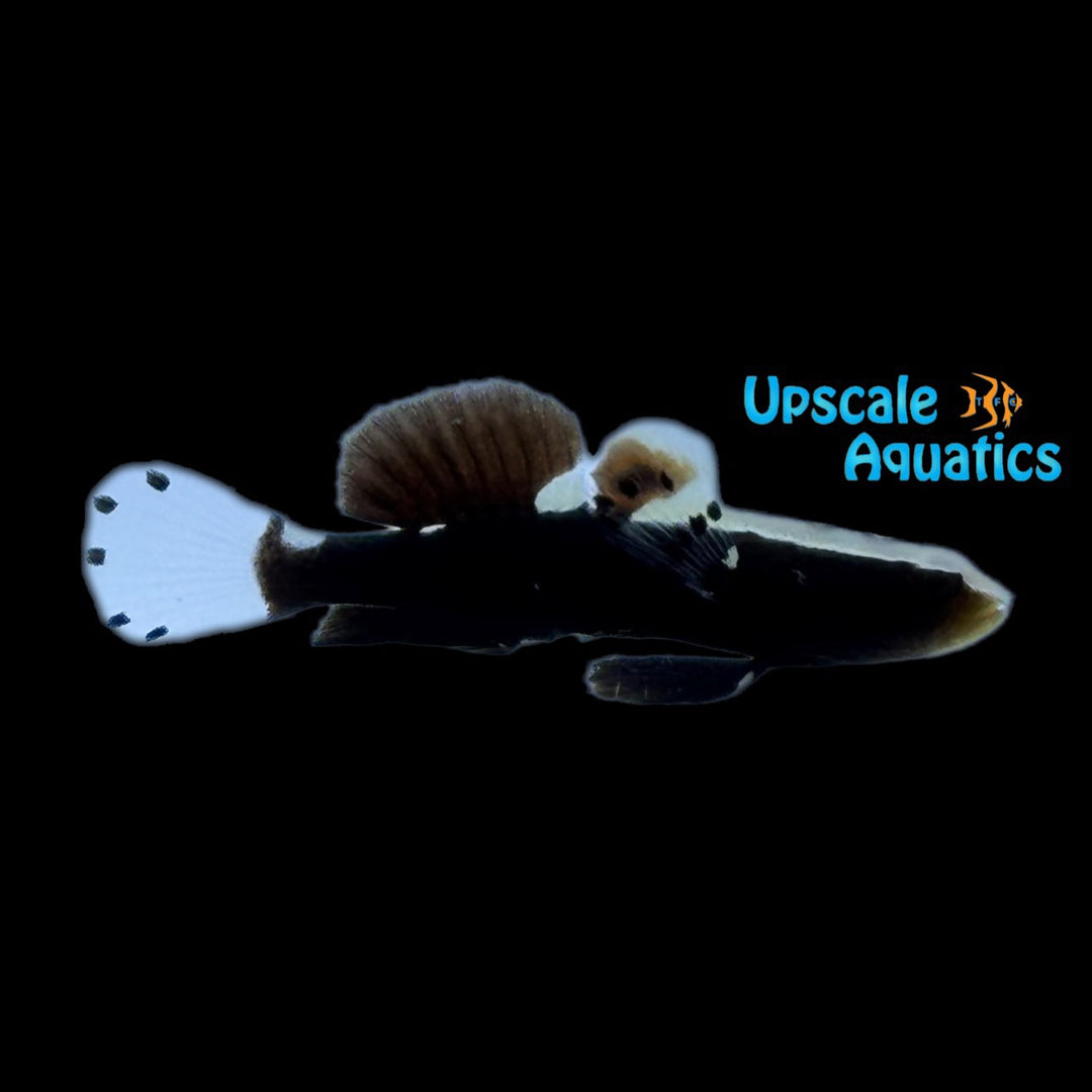 Whitecap Goby (Lotilia graciliosa)