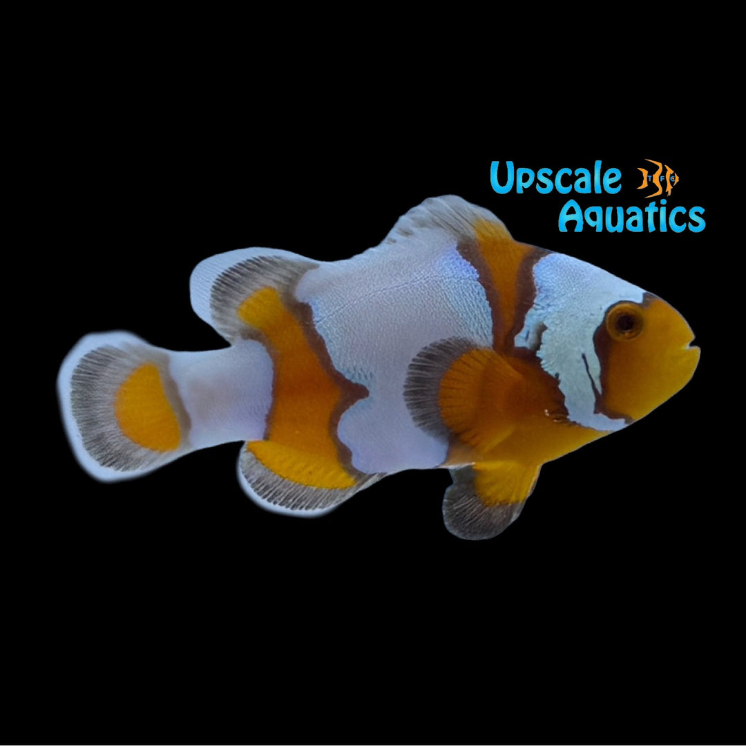 Tangerine Snowflake Clownfish (Amphiprion ocellaris)