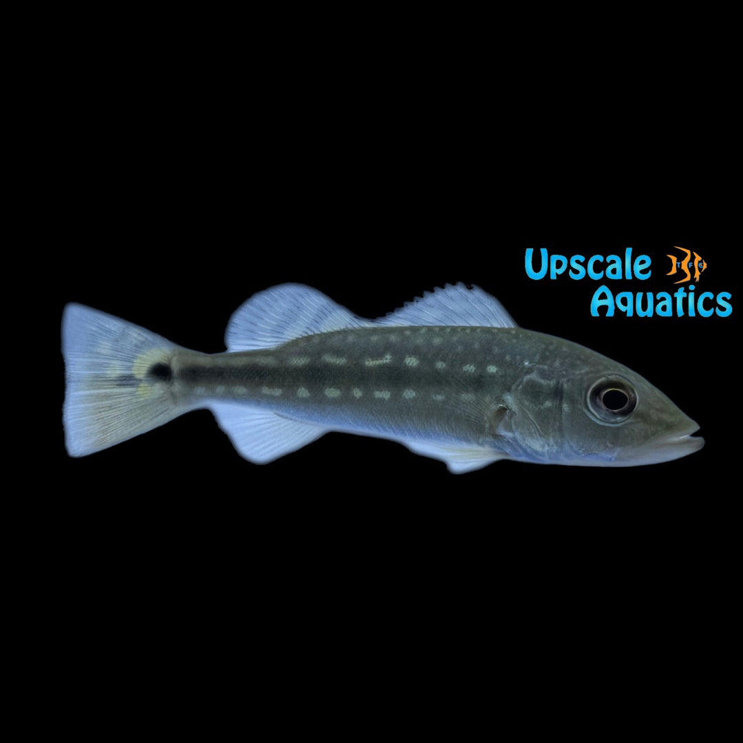 Fogo Peacock Bass (Cichla marinae)
