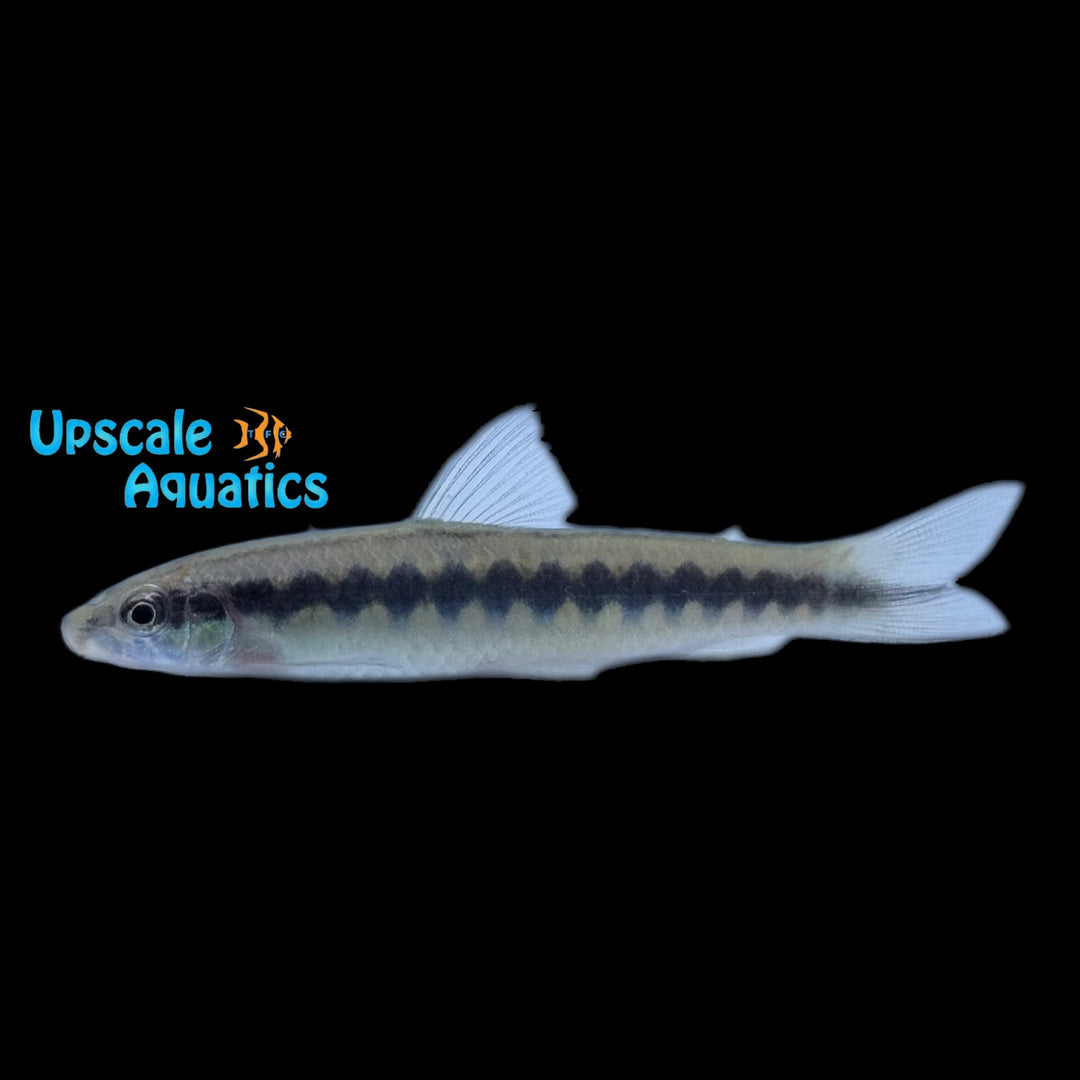 Zigzag Darter Tetra 'Foxnose Characin' (Parodon nasus)