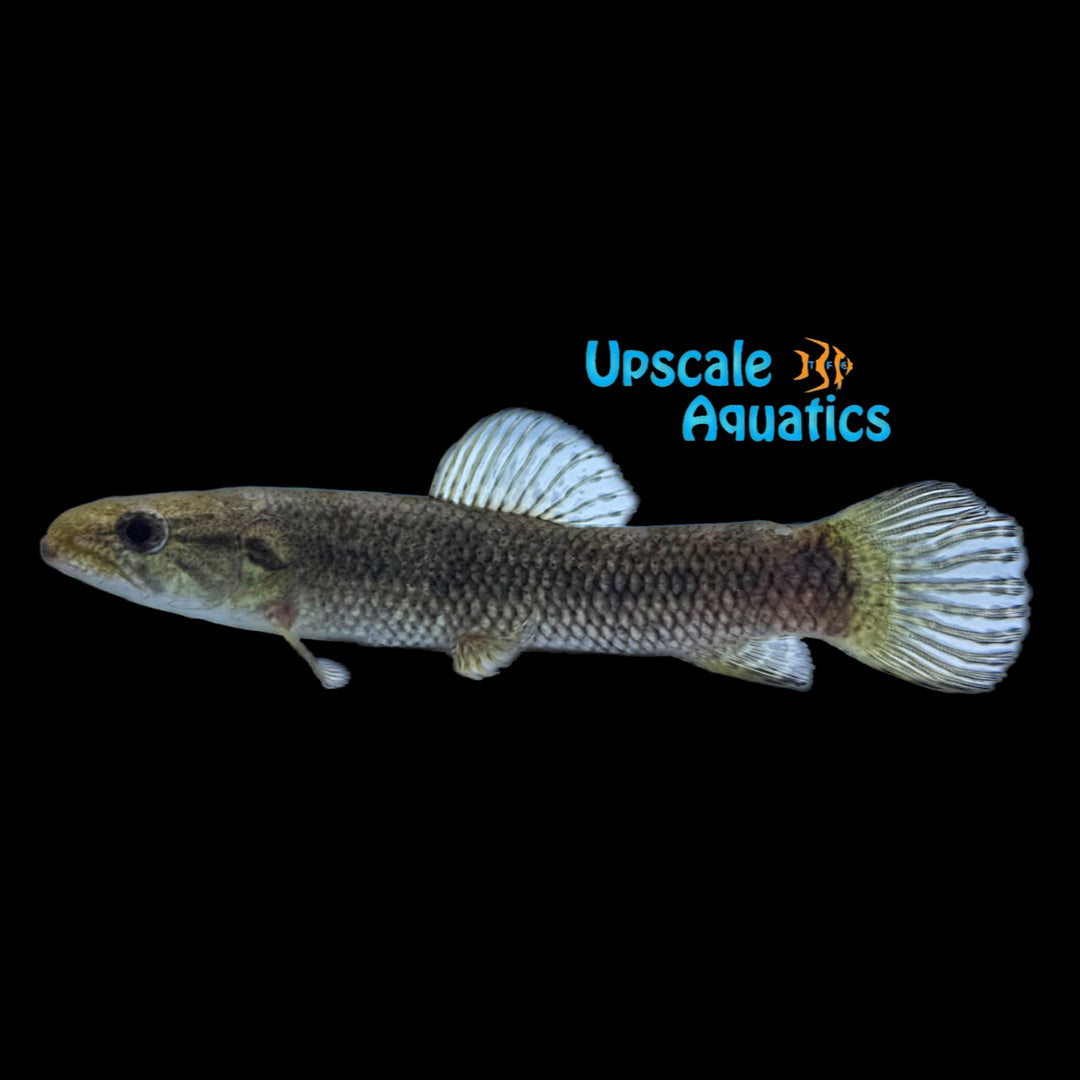 Australis Wolf Fish (Hoplias australis)