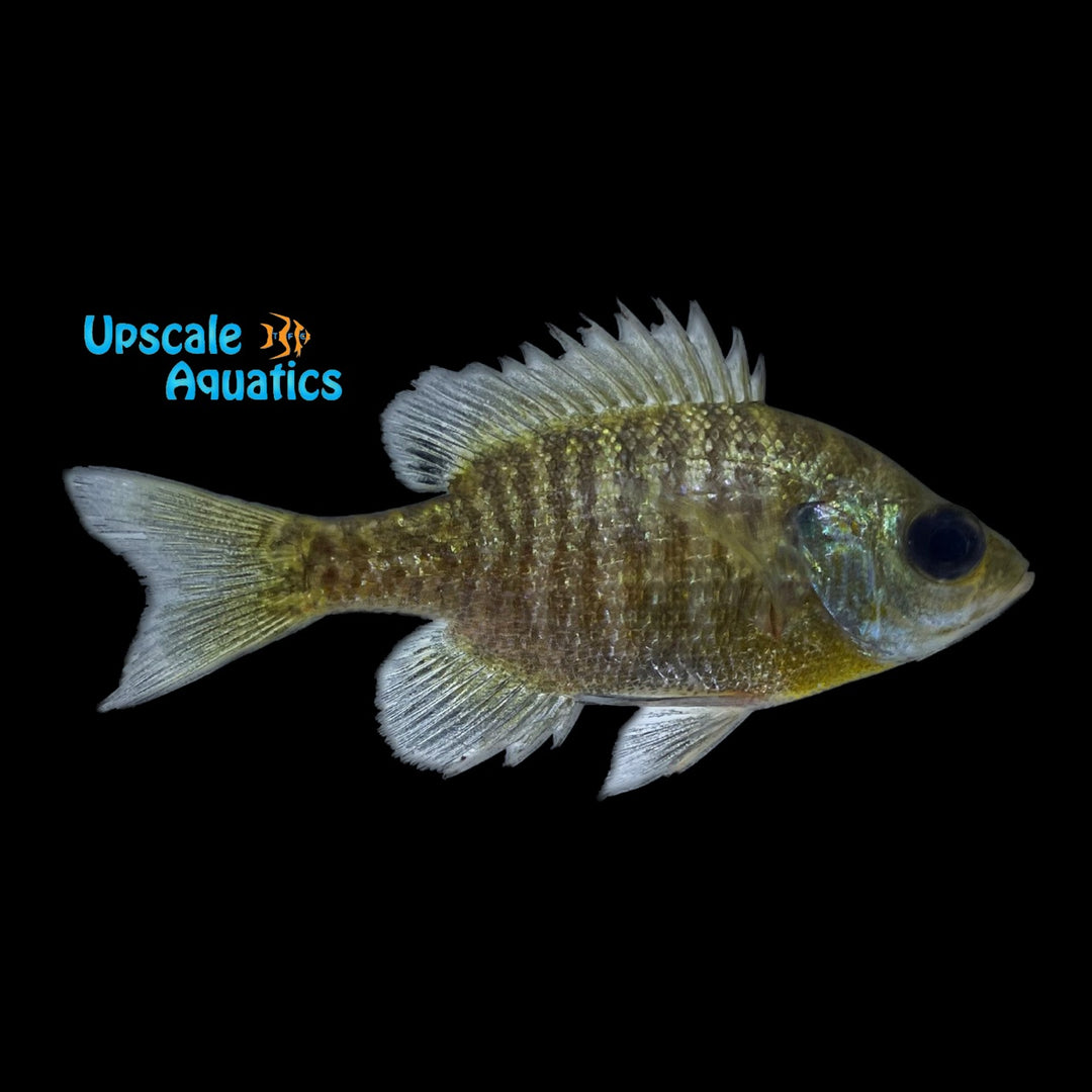 Bluegill (Lepomis macrochirus)