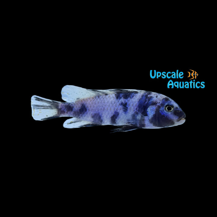 OB Blueberry Socolofi Cichlid (Pseudotropheus socolofi ob bubblegum)
