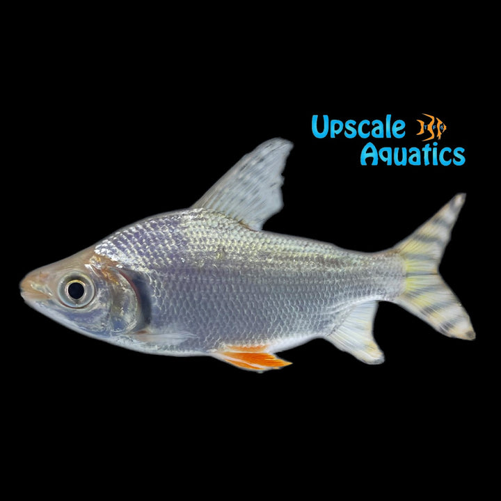 Redfin Flagtail Prochilodus (Semaprochilodus taeniurus)