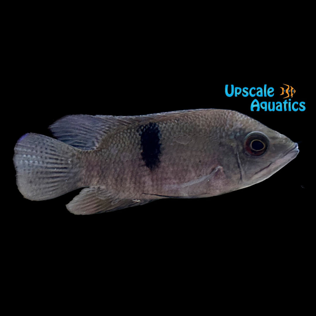 Rio Negro Chocolate Cichlid (Hypselecara coryphaenoides)