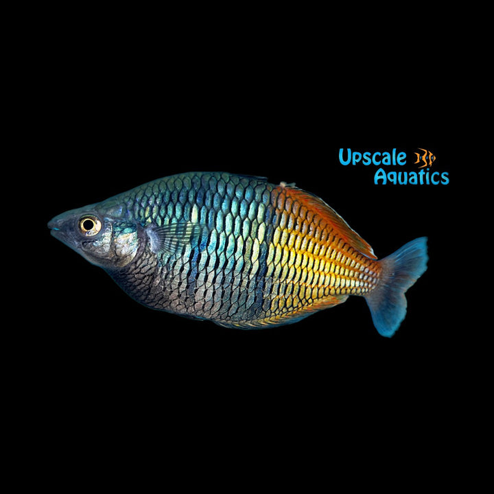 Boesemani Rainbowfish (Melanotaenia boesemani)