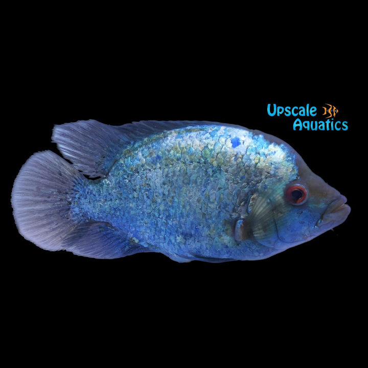 Thai Silk Flowerhorn (Cichlasoma sp. x)