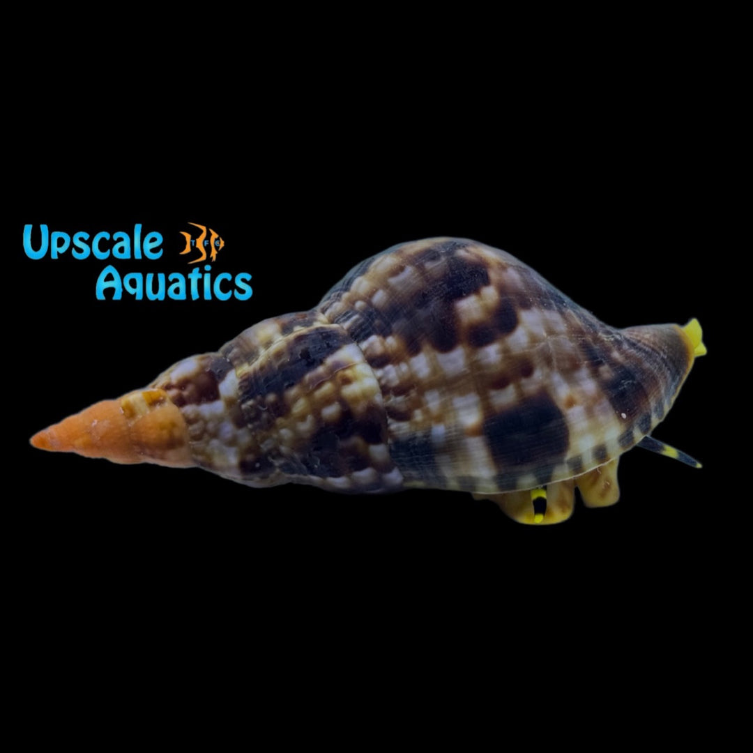 Triton's Trumpet Snail (Charonia tritonis)