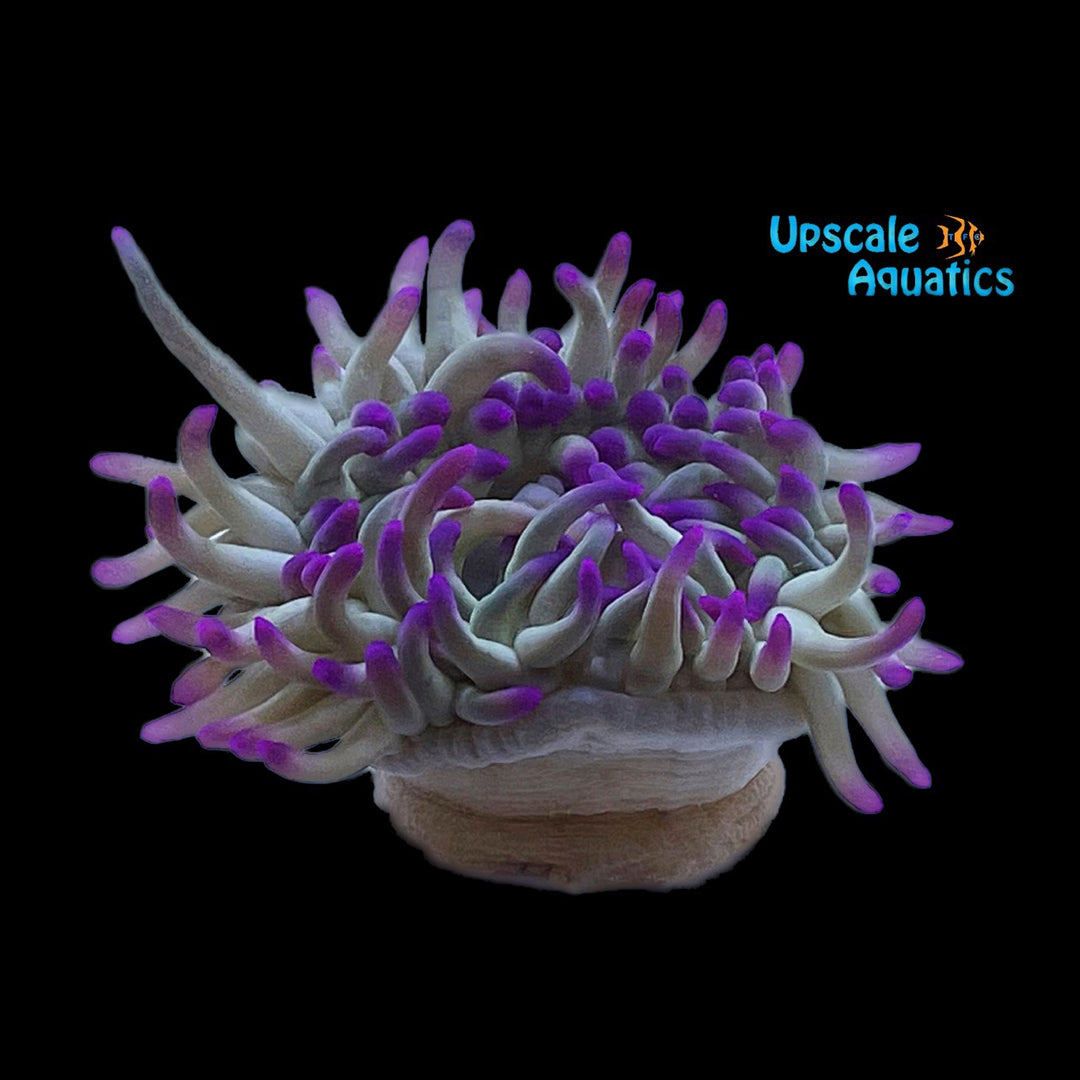 Purple Tip Condy Anemone (Condylactis gigantea)