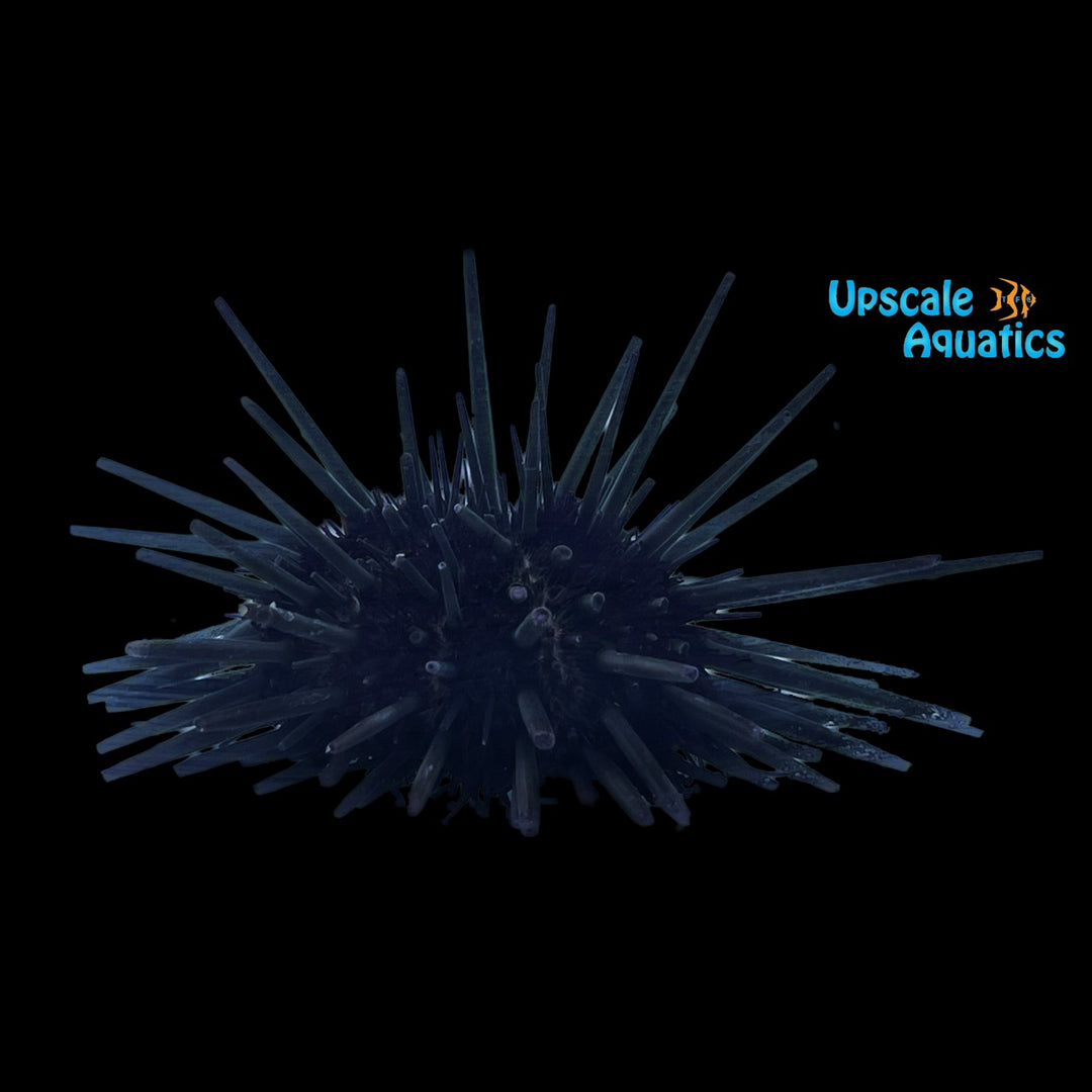 Black Sea Urchin (Stomopneustes variolaris)