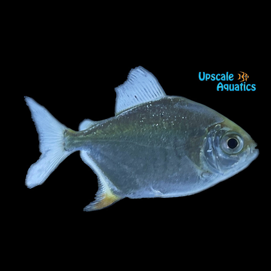 Orange Flash Silver Dollar (Tometes ancylorhyncus)