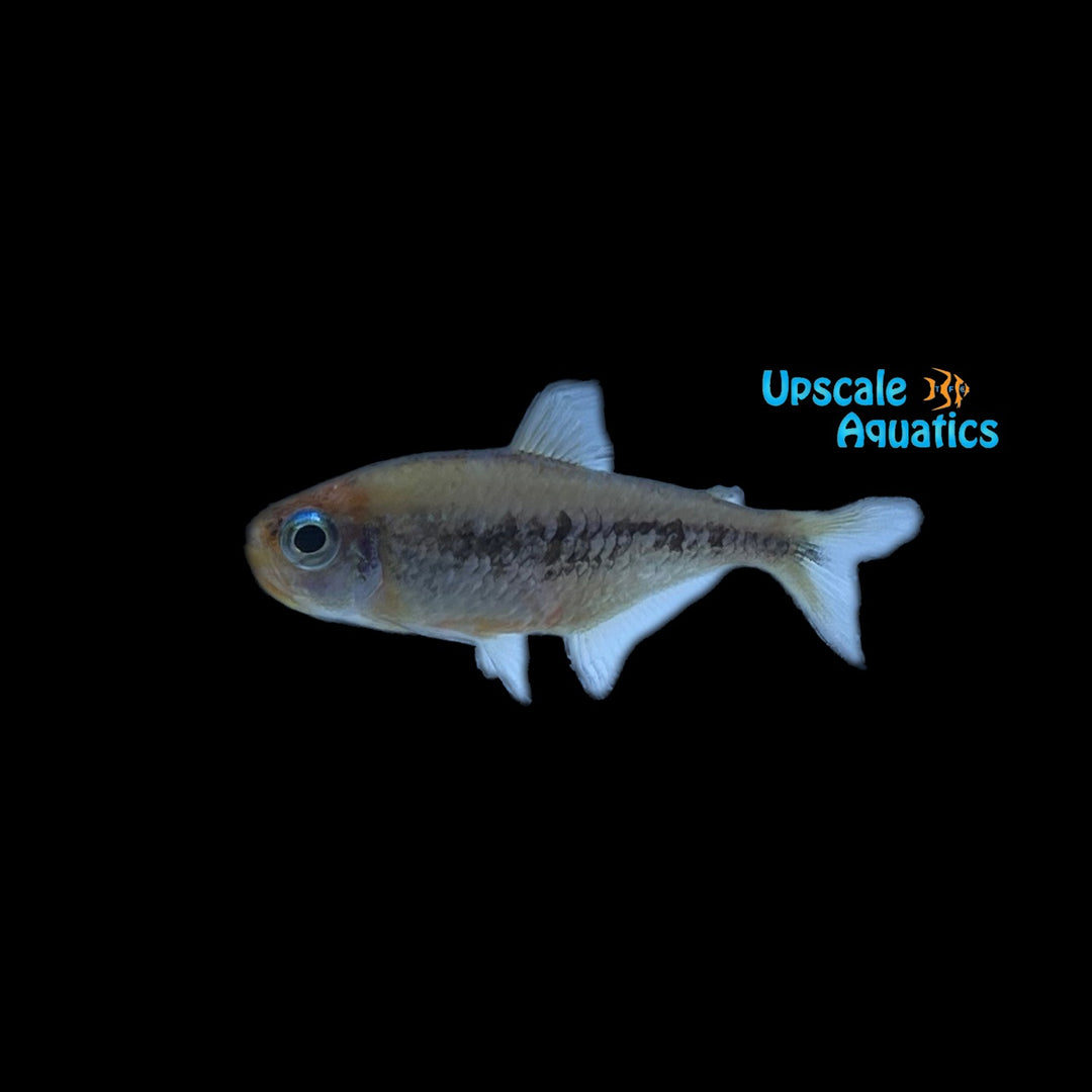 Kogal Blue Eye Tetra (Moenkhausia kogal yellow)