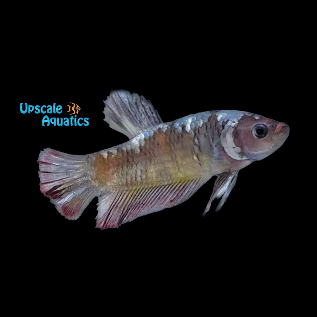 Ironman Plakat Betta - Male (Betta splendens)