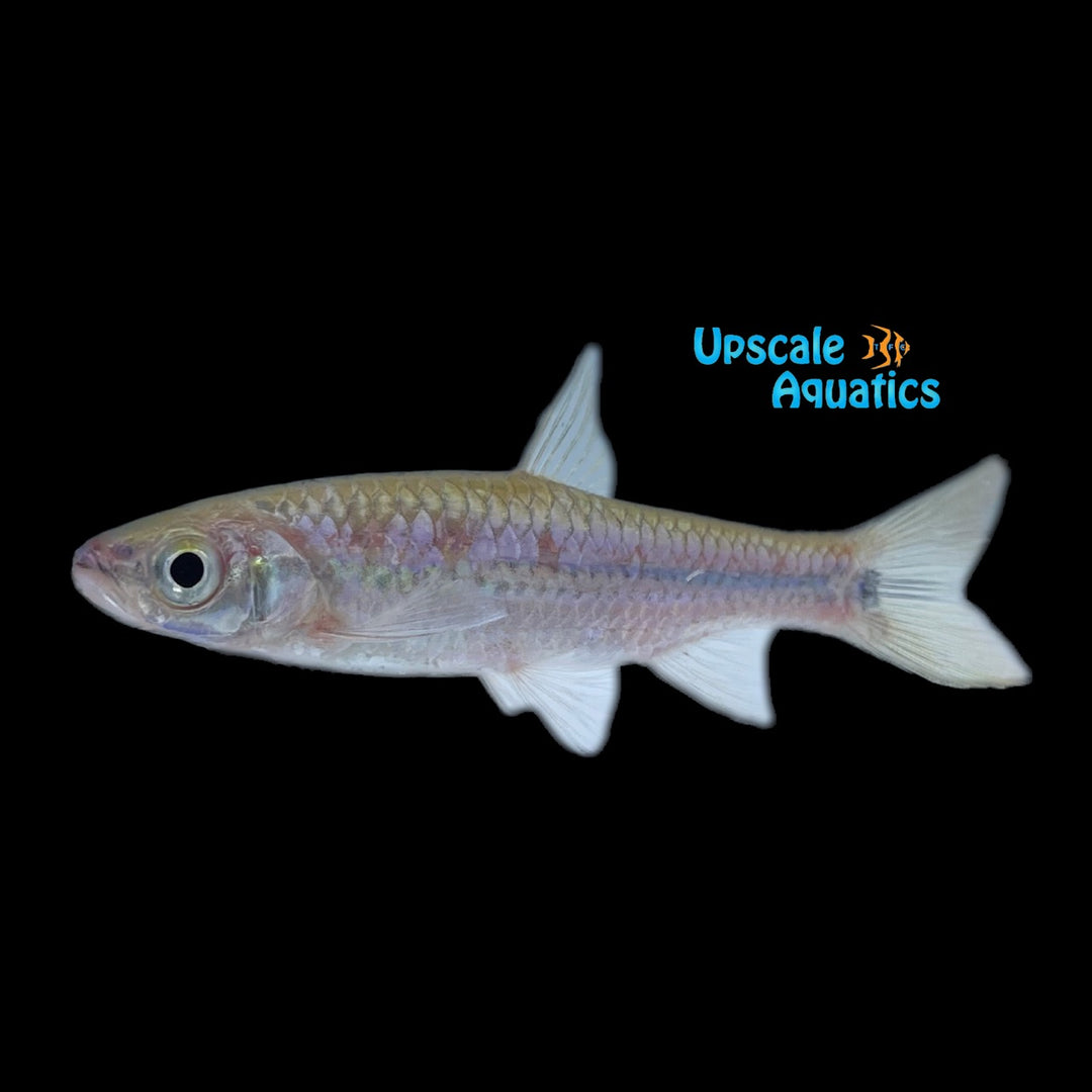 Porthole Rasbora (Rasbora cephalotaenia)