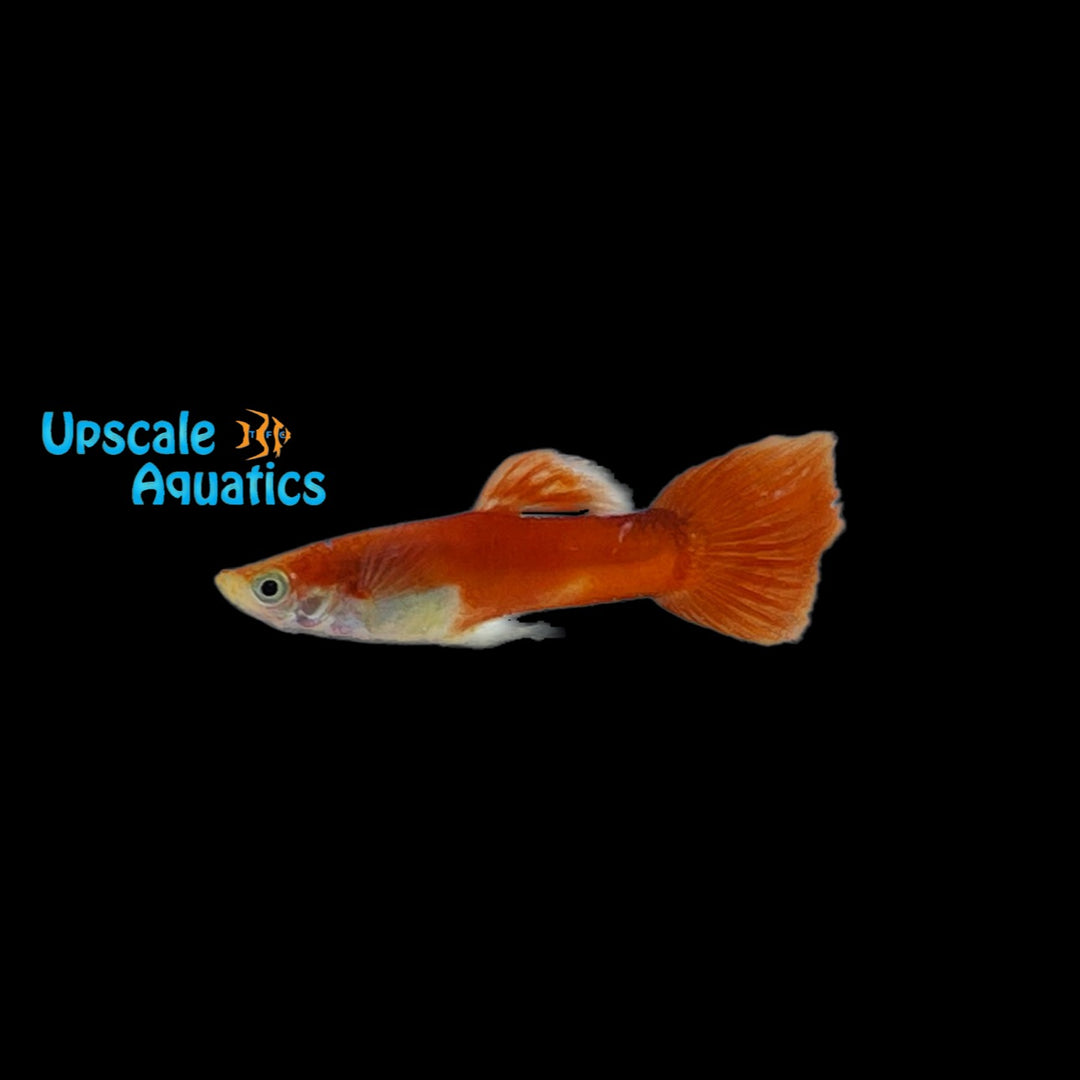 Red Flamingo Guppy (Poecilia reticulata)
