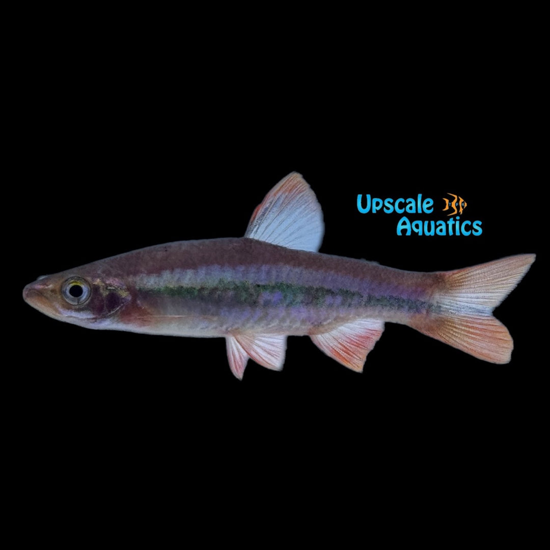 Patrick's Rasbora (Rasbora patrickyapi)