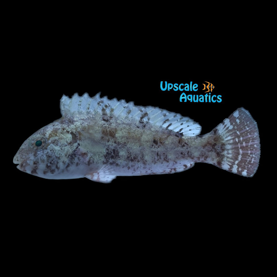 West African Parrotfish (Sparisoma choati)