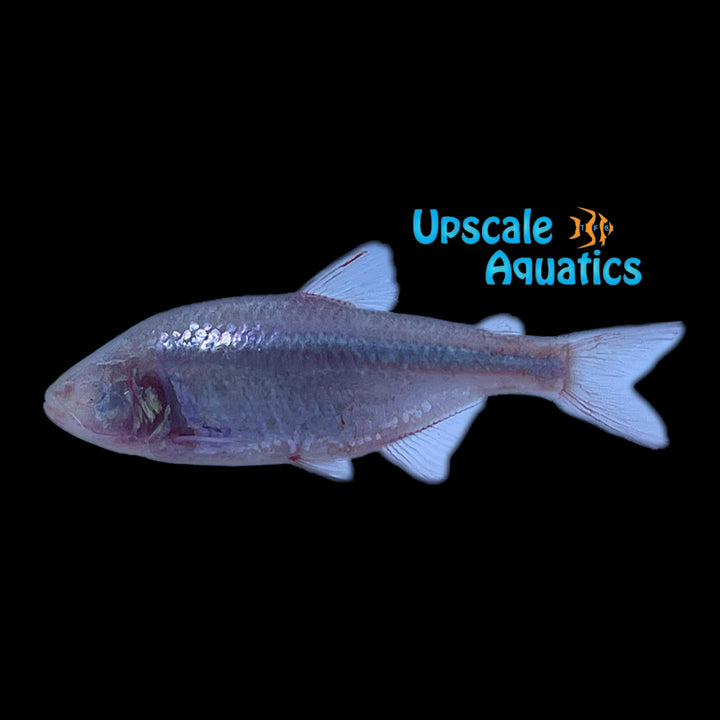 Blind Cave Tetra (Astyanax mexicanus)