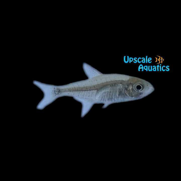 Peppermill Tetra (Hyphessobrycon peugeoti)