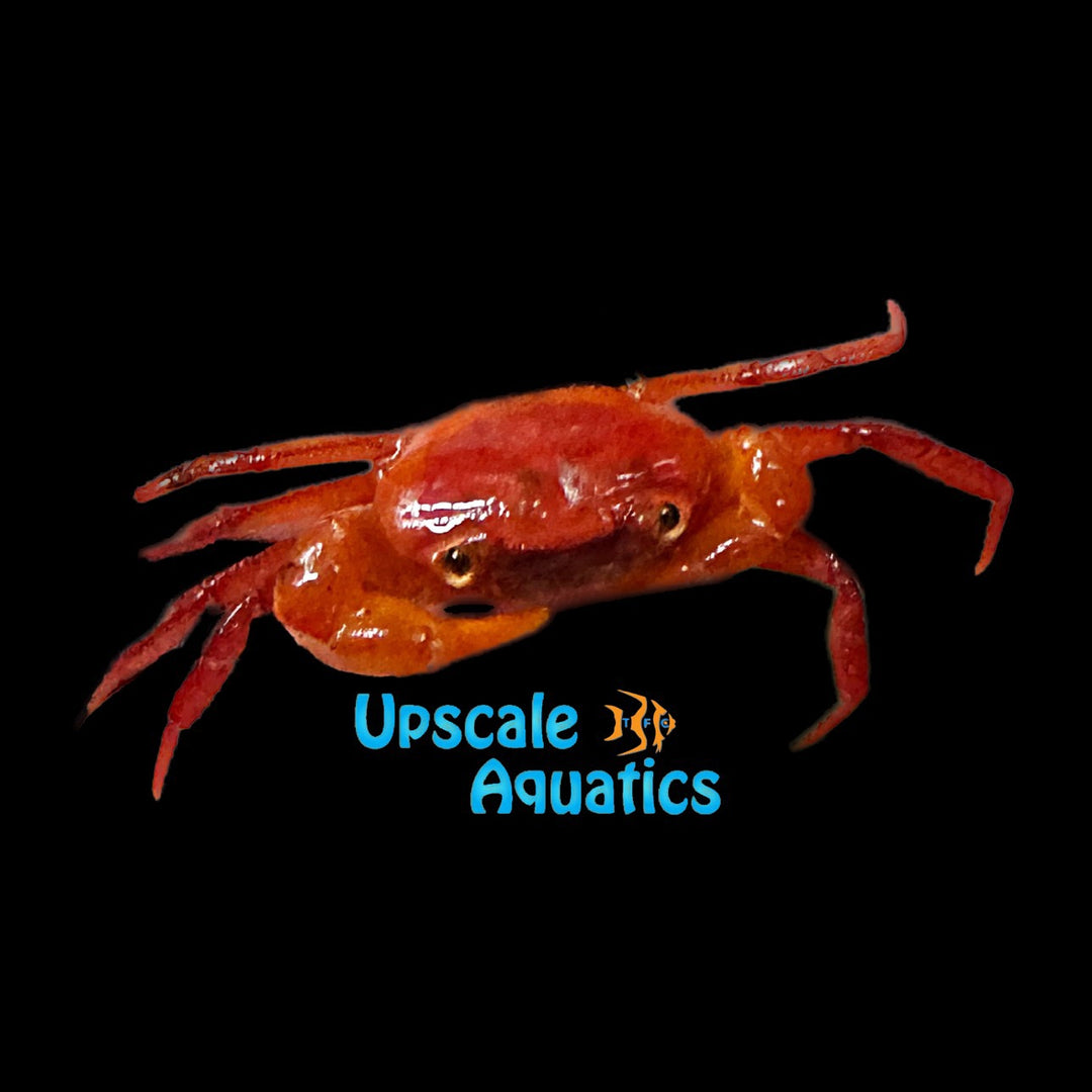 Indian Ruby Crab (Gubernatoriana sp.)