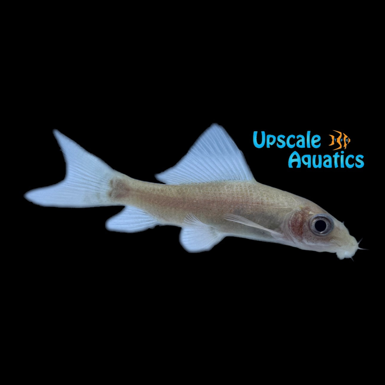 Albino Black Shark (Labeo chrysophekadion albino) – Upscale Aquatics