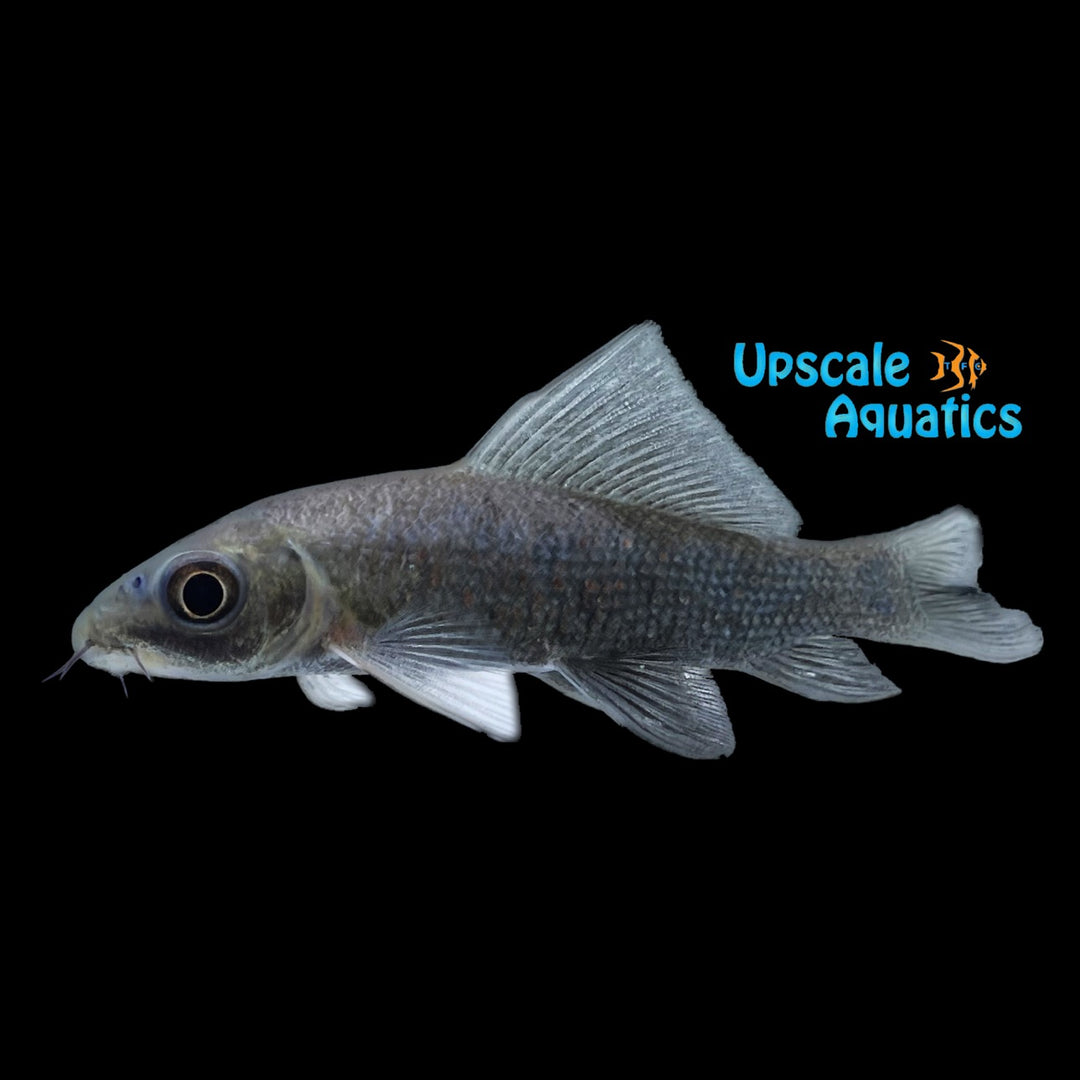Black Labeo Shark (Labeo chrysophekadion)