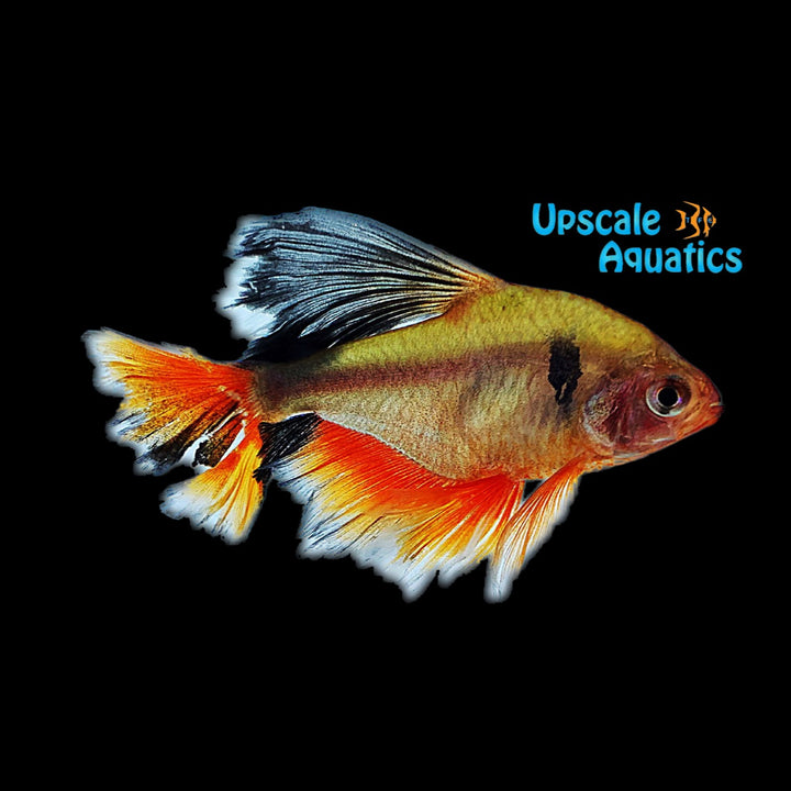 Longfin Serpae Tetra (Hyphessobrycon serpae)