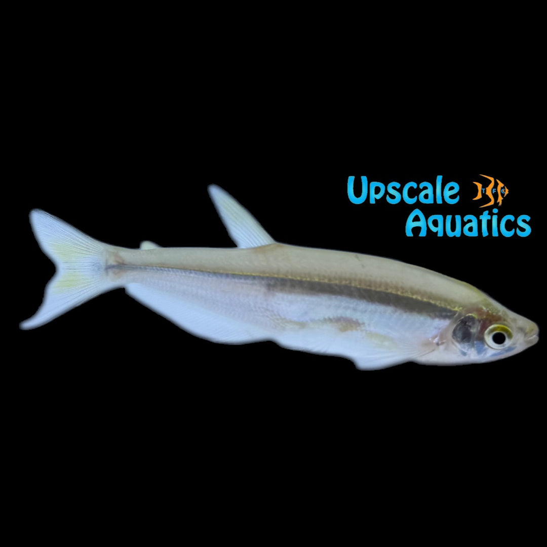 Blackchin Tetra (Piabucus dentatus)