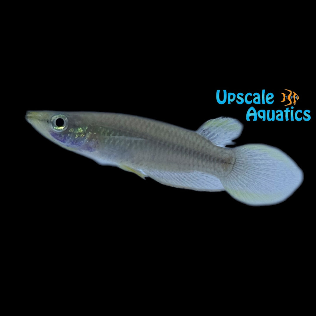 Blue Panchax Killifish (Aplocheilus panchax blue)