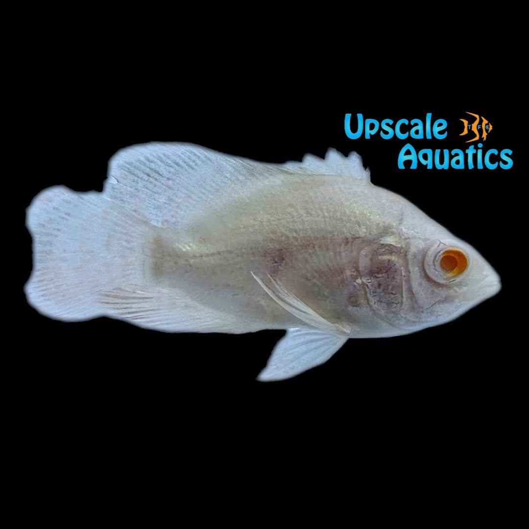 Platinum Albino Oscar (Astronotus ocellatus)