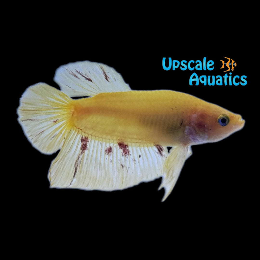 Yellow Vanda Plakat Betta - Male (Betta splendens)