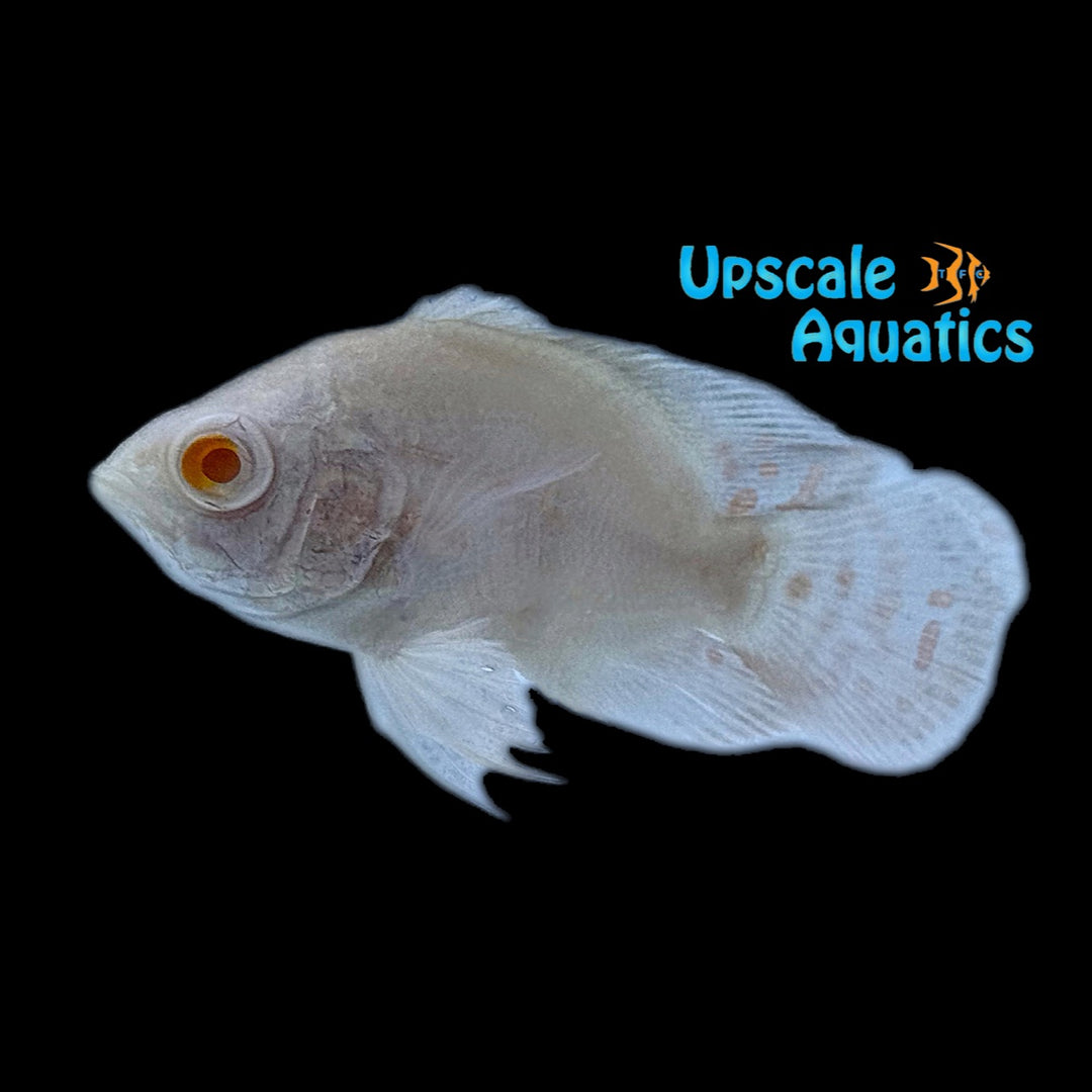 Platinum Albino Shortbody Oscar (Astronotus ocellatus)