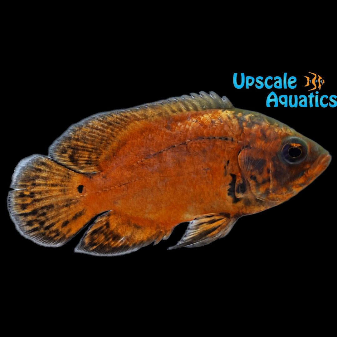 Super Red Oscar (Astronotus ocellatus)