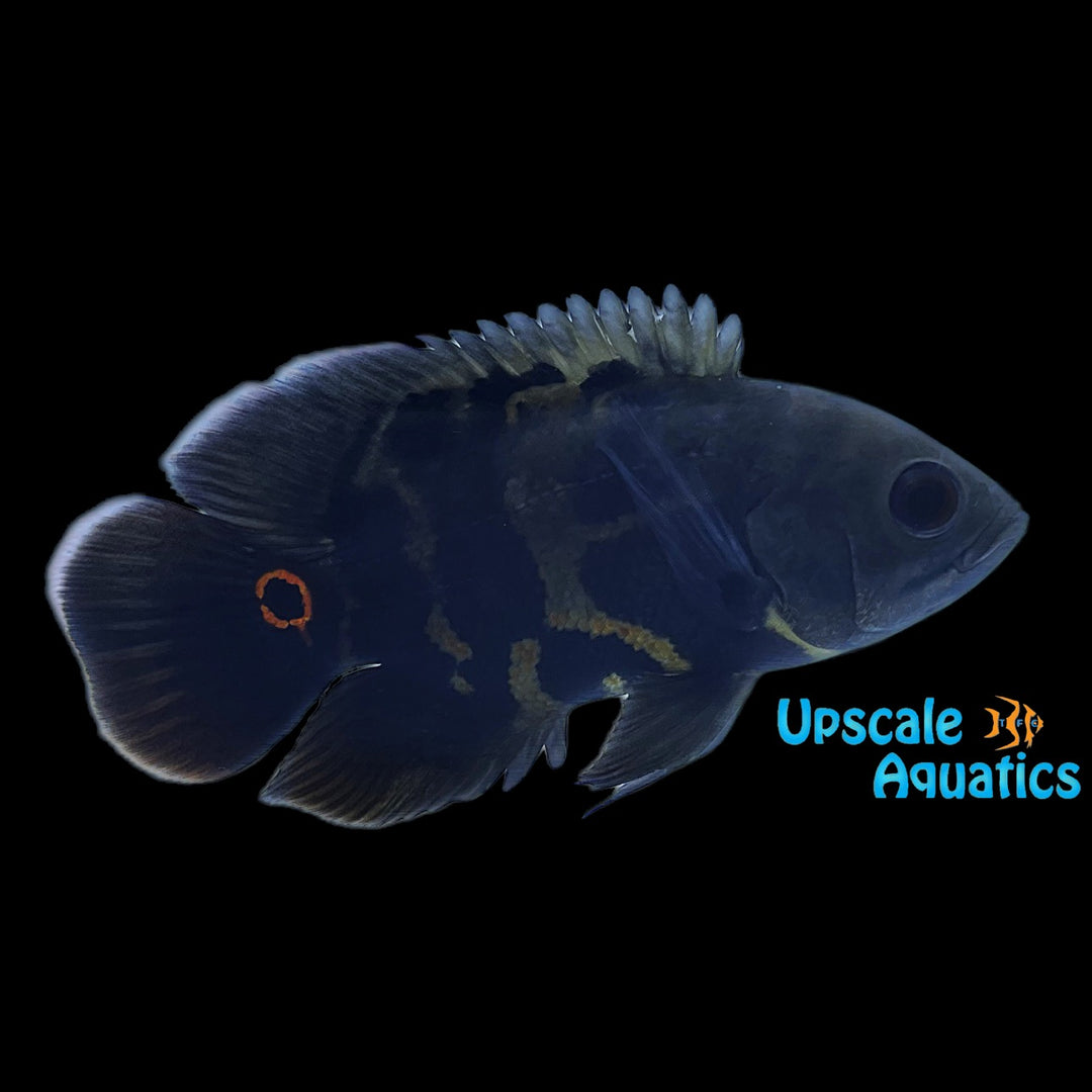 Wild Oscar - Rio Putumayo (Astronotus ocellatus 'Rio Putumayo')