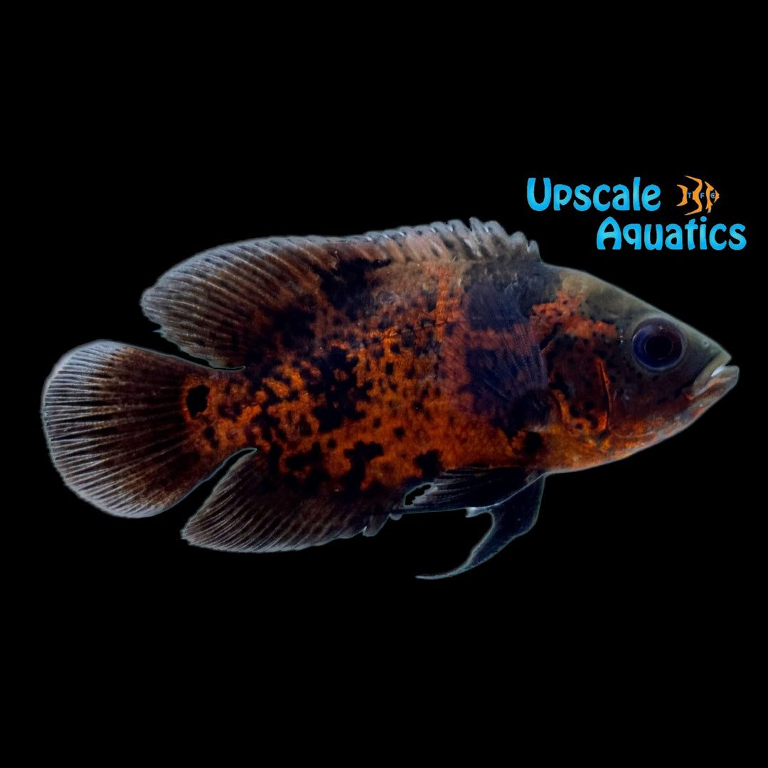 Red Leopard Oscar (Astronotus ocellatus)