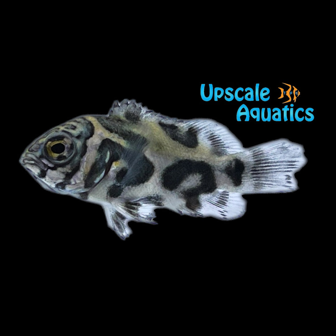 Rio Demini Oscar (Astronotus occellatus 'Rio Demini')