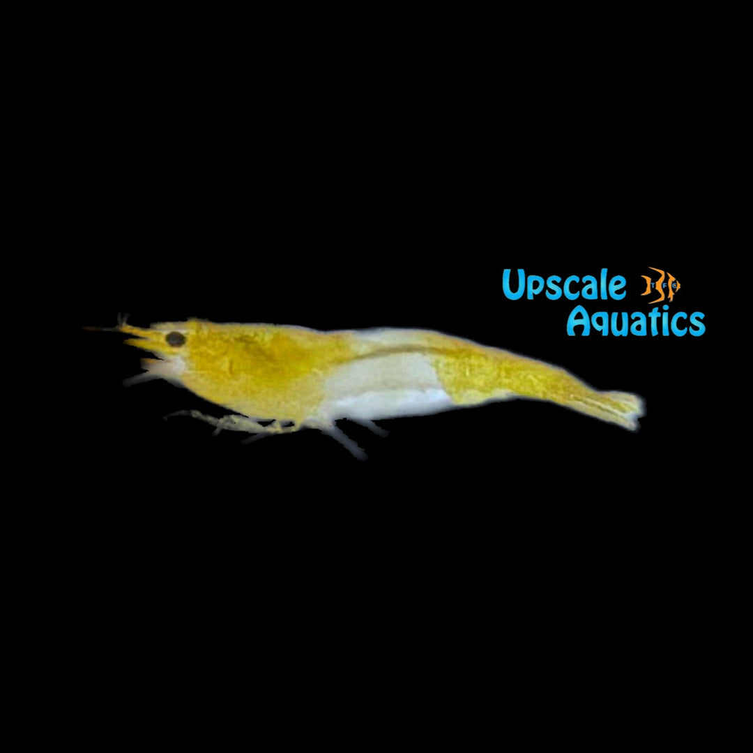 Yellow Rili Shrimp (Neocaridina davidi)