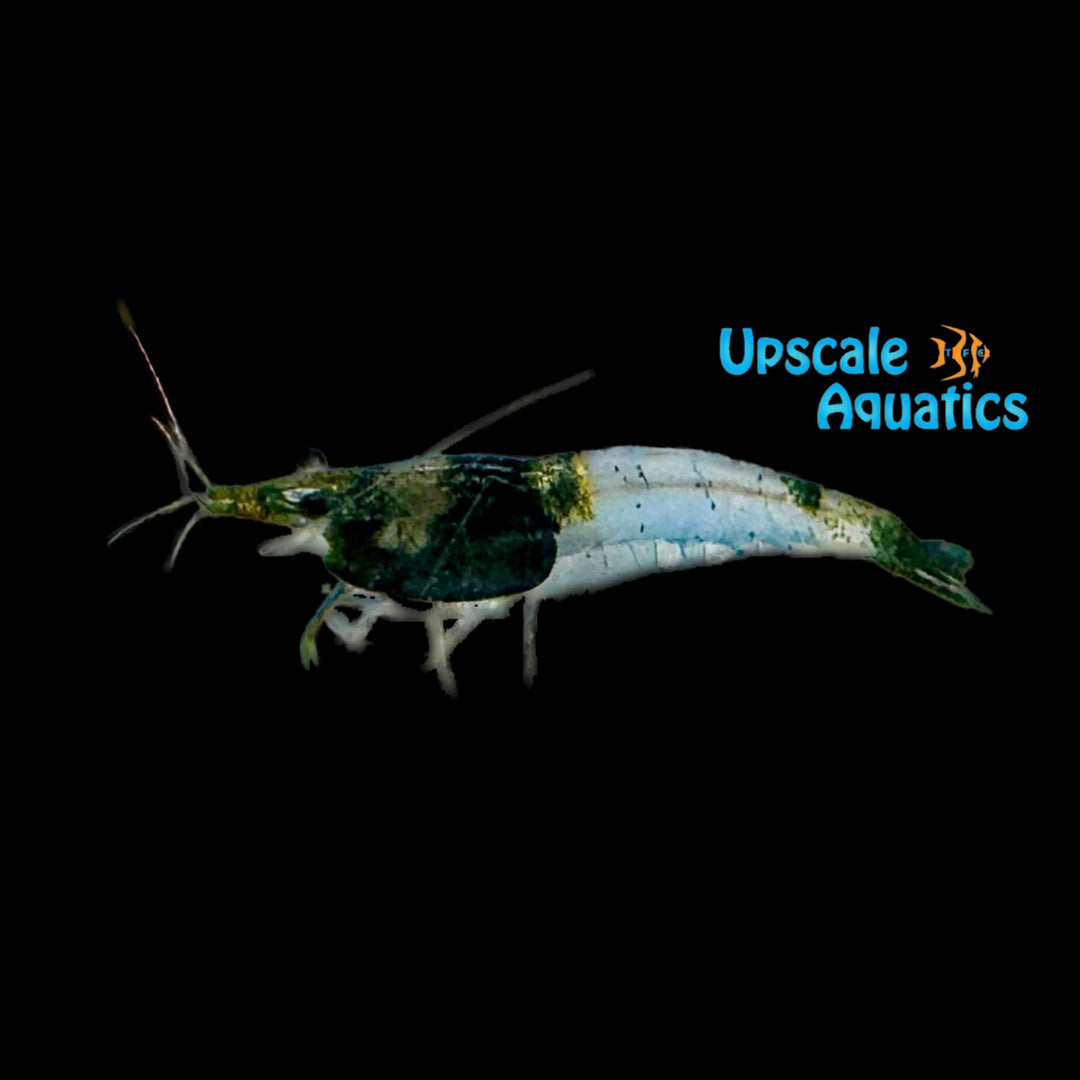 Green Rili Shrimp (Neocaridina davidi)