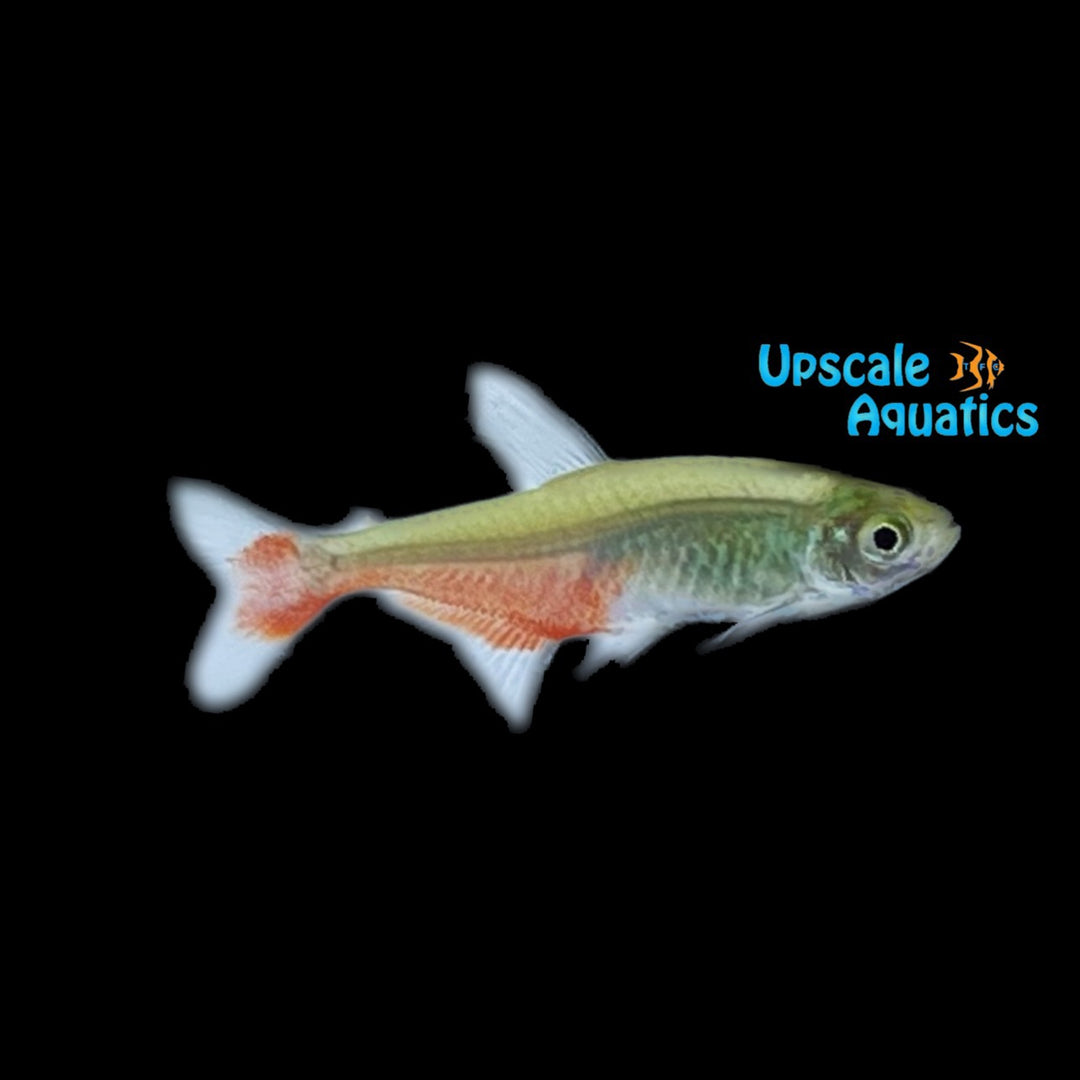 Green Fire Tetra (Aphyocharax rathbuni)