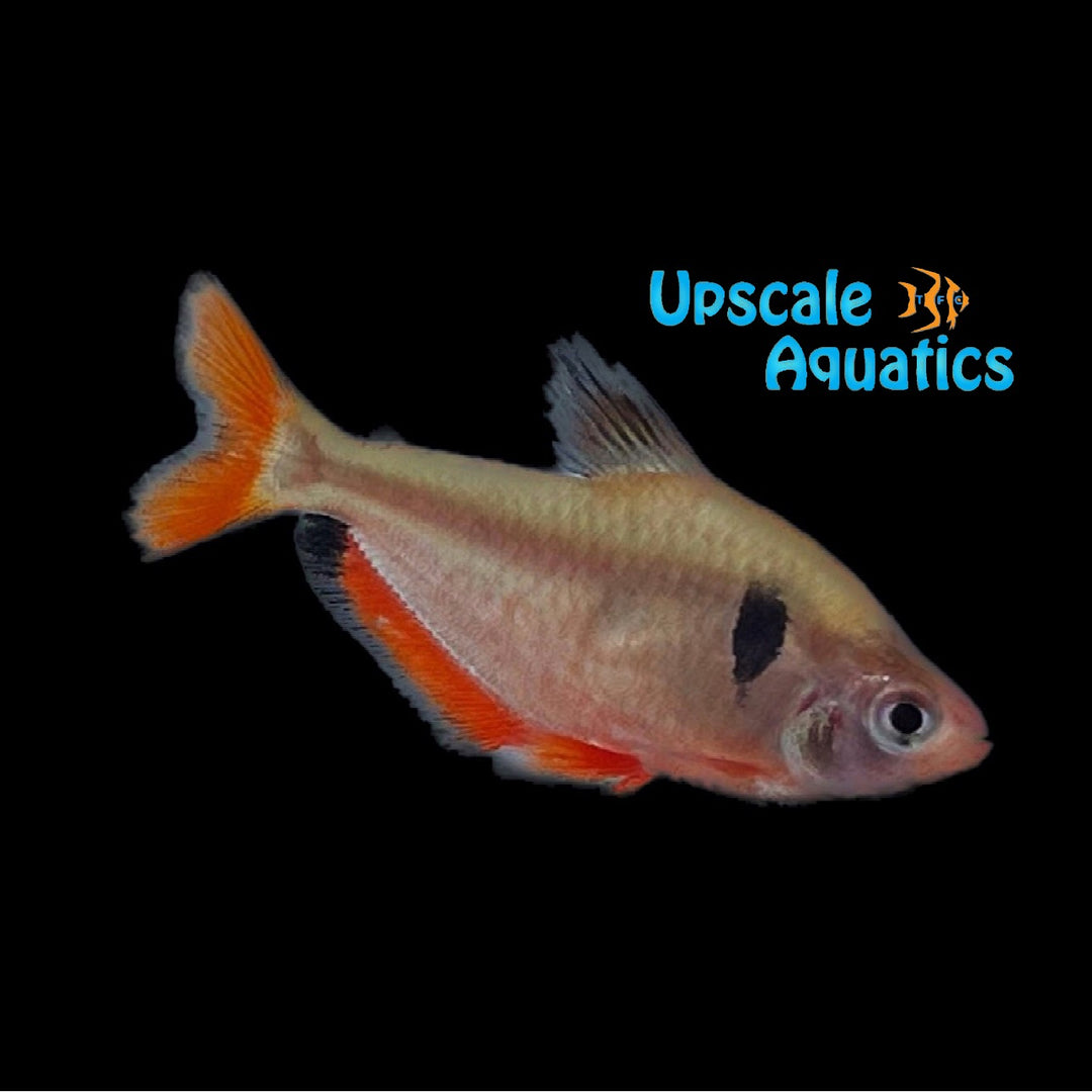 Serpae Tetra (Hyphessobrycon eques)