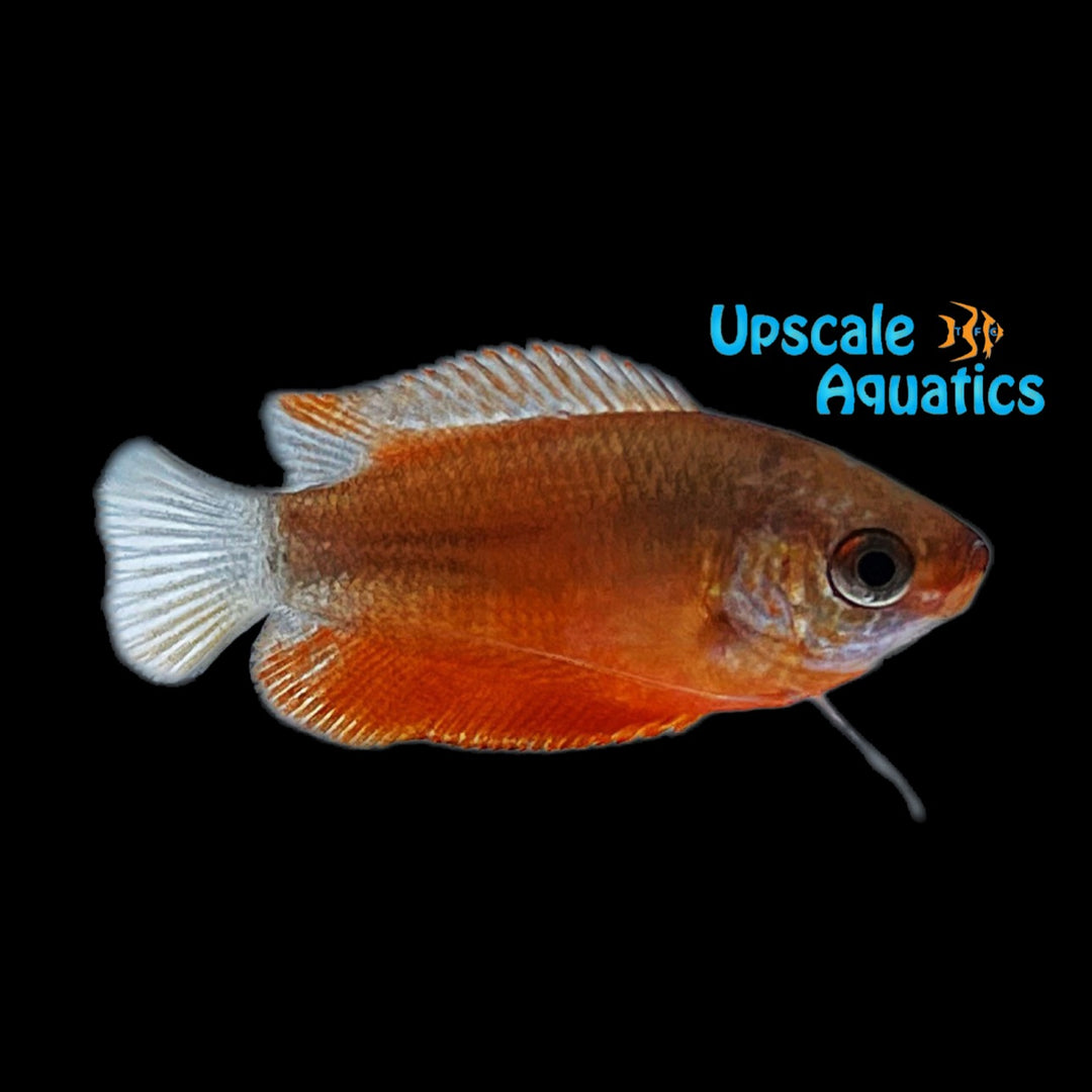 Red Honey Gourami (Trichogaster chuna)